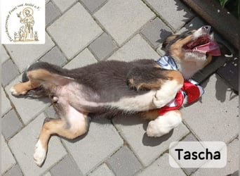Tascha – heute wäre ein guter Tag, um ein Zuhause zu finden!
