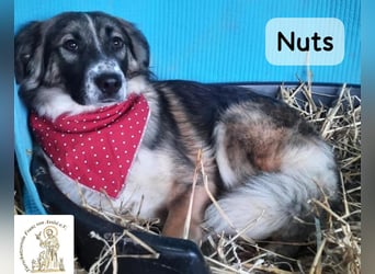 Nuts – leise beginnen, gemeinsam stärker werden!