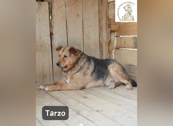 Tarzo – ein Herz voller Jahre, das Ruhe verdient!