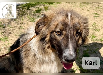 Karl – ein echtes Unikat auf vier Pfoten!