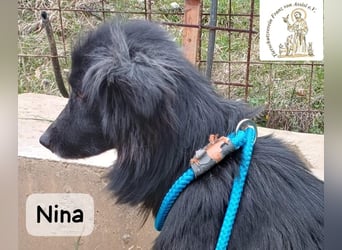 Nina – ein Platz zum Durchatmen gesucht!
