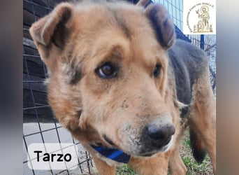 Tarzo – Ein Herz voller Jahre, das Ruhe verdient!