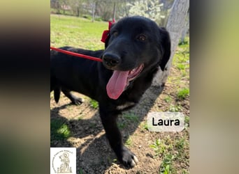 Laura sucht ihre Menschen – und zwar für ein ganzes Hundeleben!