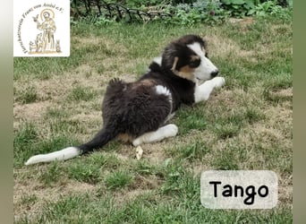 Tango – große Pfoten, großes Herz und viel Potenzial!