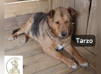 Tarzo – ein Herz voller Jahre, das Ruhe verdient!