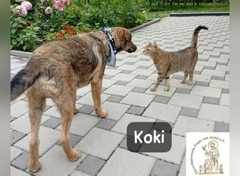 Koki – Wer Abenteuer sucht, sollte jetzt weiterlesen!