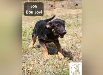 Jon Bon Jovi – sucht Menschen mit Lust auf ein ganzes Hundeleben!