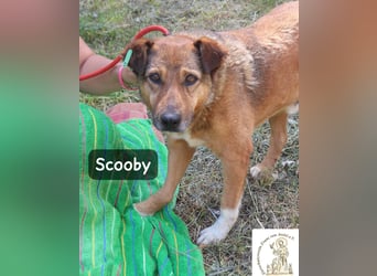 Scooby – kein Jungspund mehr, aber längst nicht fertig mit dem Leben!