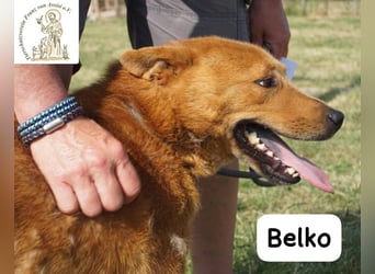 Belko – der Kumpel, auf den man gewartet hat!
