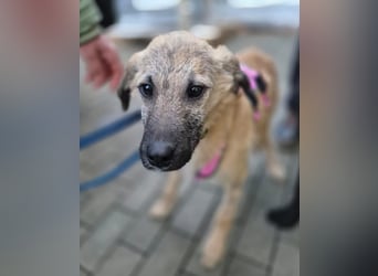 Zlatko – wo aus einem Welpen Familie wird!