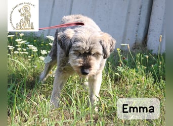 Emma – manche Herzen werden einfach nie alt!