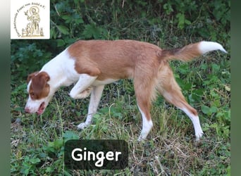 Ginger – bereit für alles, was das Leben zu bieten hat!