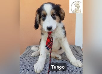 Tango – die Welt ist groß – aber ein Zuhause ist das Größte!