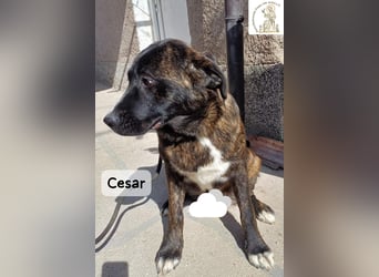 Cesar – ein großer Junge mit Honig im Herzen!