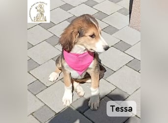 Tessa – manche Schätze findet man auf vier Pfoten!
