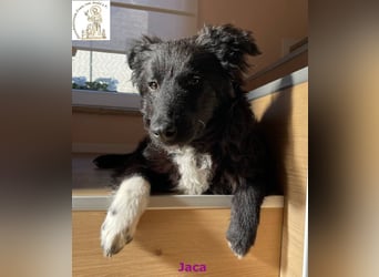 Jaca – unsere Herzensbrecherin♥️