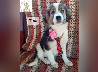 Tina – Manchmal braucht das Glück nur ein kleines Körbchen!