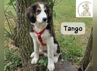 Tango – große Pfoten, großes Herz und viel Potenzial!