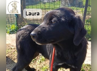 Laura sucht ihre Menschen – und zwar für ein ganzes Hundeleben!