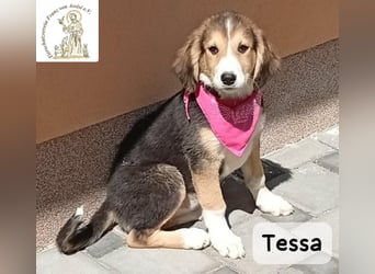 Tessa – manche Schätze findet man auf vier Pfoten!