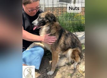 Nuts – manche Seelen tragen ihren Zauber ganz leise!