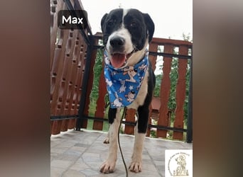 Max – seine zweite Chance auf ein wundervolles Leben!