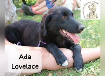 Ada Lovelace – sucht ihre Menschen für ein ganzes Hundeleben!