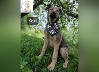 Koki – Wer Abenteuer sucht, sollte jetzt weiterlesen!