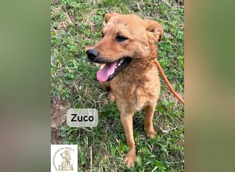 Zuco – jung, klug, charmant – und ziemlich bereit fürs Zuhause!