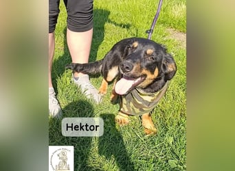 Hektor – mittendrin statt brav daneben!