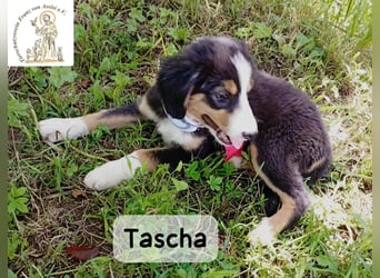 Tascha – heute wäre ein guter Tag, um ein Zuhause zu finden!