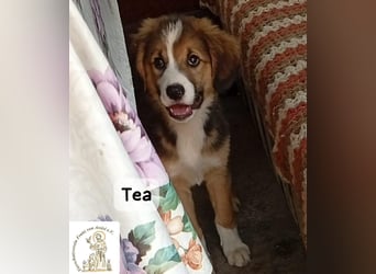 Tea – zu jung, um die Welt allein zu erobern!