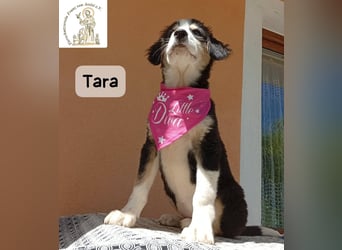 Tara – jemanden zum Bleiben finden, das wäre schön!