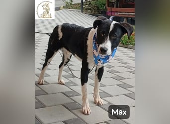 Max – seine zweite Chance auf ein wundervolles Leben!