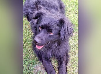 Nero – Herzensbrecher mit viel Charme und einigen Flausen im Kopf!