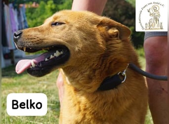 Belko – der Kumpel, auf den man gewartet hat!