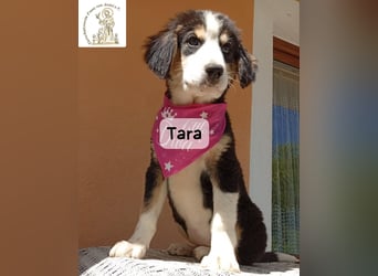 Tara – jemanden zum Bleiben finden, das wäre schön!
