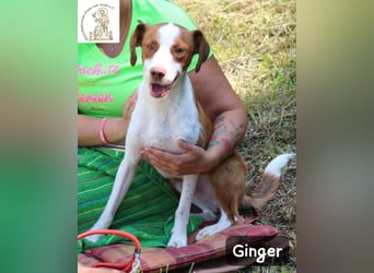 Ginger – bereit für alles, was das Leben zu bieten hat!