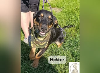 Hektor – mittendrin statt brav daneben!