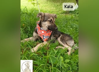 Kala – Das Leben klopft an. Wer macht die Tür auf!