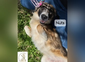 Nuts – manche Seelen tragen ihren Zauber ganz leise!