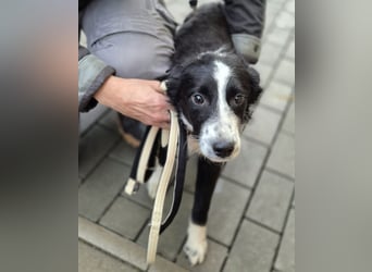 Jerko – sucht Komplizen fürs ganze Leben!