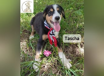 Tascha – heute wäre ein guter Tag, um ein Zuhause zu finden!