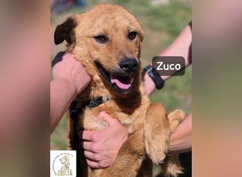 Zuco – jung, klug, charmant – und ziemlich bereit fürs Zuhause!