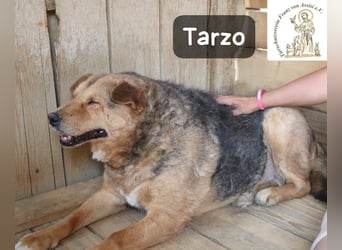 Tarzo – ein Herz voller Jahre, das Ruhe verdient!