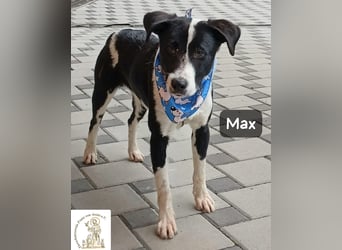 Max – seine zweite Chance auf ein wundervolles Leben!