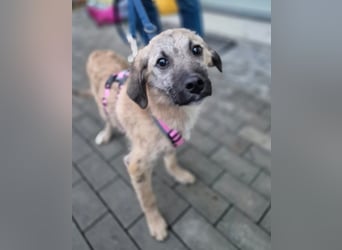 Zlatko – wo aus einem Welpen Familie wird!