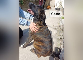 Cesar – ein großer Junge mit Honig im Herzen!