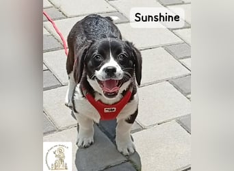 Sunshine – ein kleines Lächeln auf vier Pfoten!