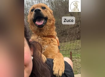 Zuco – jung, klug, charmant – und ziemlich bereit fürs Zuhause!
